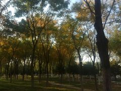 -大兴滨河森林公园