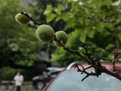 -齐王寨景区