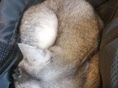 -平行世界·猫咖(首经贸店)