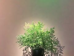 -山里亲戚(淞虹路店)
