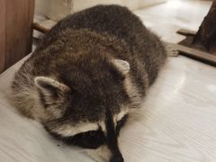 -浣熊柯尔鸭土拨鼠·电玩咖