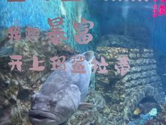 -烟台海昌鲸鲨海洋公园