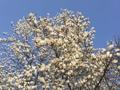 -大雁塔北广场音乐喷泉