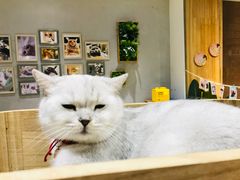 -藏猫猫咖啡主题馆(中央大道店)