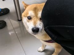 -瑞派宠物医院·24h·骨外科·皮肤科·全科宠物医疗转诊中心(沈阳浑南院)