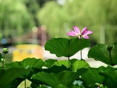-丰台花园