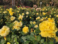 -人民公园(罗湖区)