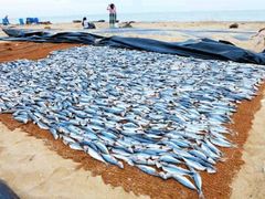 -尼甘布海鲜市场