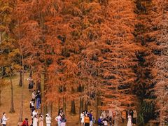 -深圳仙湖植物园
