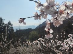 -阳台山自然风景区