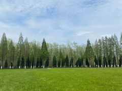 -合肥滨湖国家森林公园