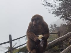 -峨眉山风景名胜区