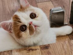 -袖虎·猫馆(体育西路店)