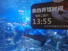 -烟台海昌鲸鲨海洋公园