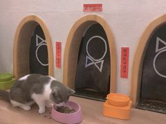 -猫色咖啡·猫咖