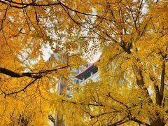 -四川大学(望江校区)