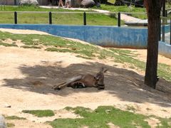 -泉州海丝野生动物世界