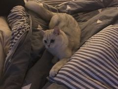 -芭比堂动物医院·犬猫全科·异宠专科(雁塔分院)