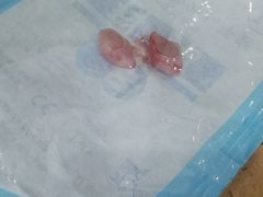 -伟伟宠物医院·CT影像中心·瑞派犬猫综合性门诊(汉口总院)