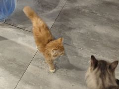 -楼上猫咖(罗湖店)