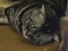 -萌喵咖啡屋(人民东路4号口M16商铺店)