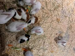 -绿色星球动物主题公园