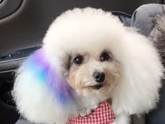 -宠屋宠物美容店