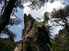 -王顺山国家森林公园