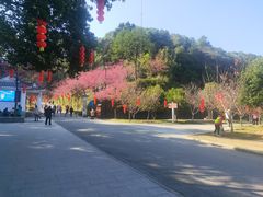 -广州市帽峰山景区
