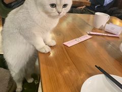 -猫小院猫主题餐厅(三里屯店)