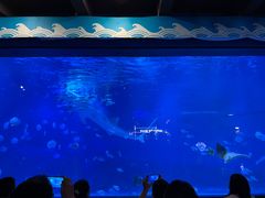 -烟台海昌鲸鲨海洋公园