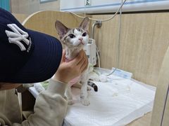 -北京观赏动物医院·24小时大型综合·猫专科·异宠专科
