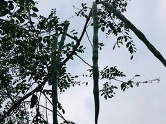 -广西大学(大学东路校区)