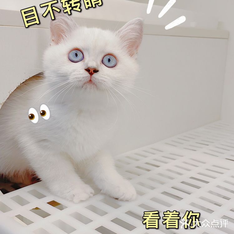 广州探店｜哇！银点简直就是我的梦中情猫啊！