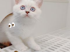 -lincat·猫舍(广州店)