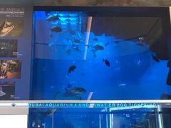 -迪拜水族馆及水下动物园