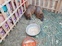 -黄海国家森林公园