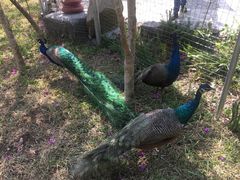 -瑞丽独树成林风景区