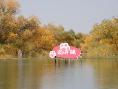 -金塔沙漠胡杨林景区