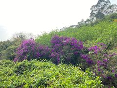 -南国桃园旅游度假区