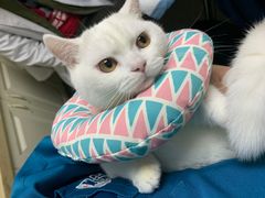 -安安宠医·安宠宠物医院