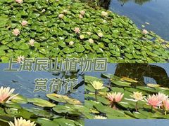 -上海辰山植物园