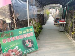 -红山村
