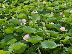 -荔湾湖公园