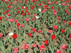 -长春公园(普阳街道)