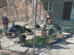 -金龙寺国家森林公园