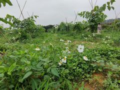 -光明小镇欢乐田园