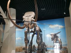 -国家自然博物馆