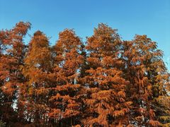-上海共青森林公园