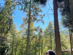 -武陵山森林公园